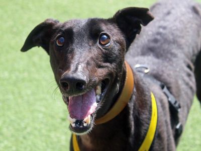 Ben | Greyhound | Merseyside (Liverpool) - 3