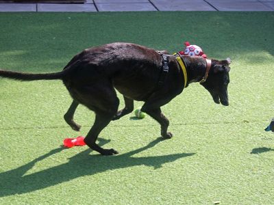 Ben | Greyhound | Merseyside (Liverpool) - 5