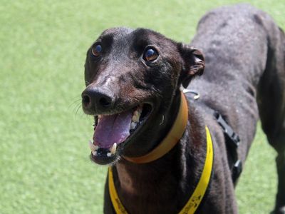 Ben | Greyhound | Merseyside (Liverpool) - 5