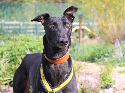 Ben | Greyhound | Merseyside (Liverpool) - 3