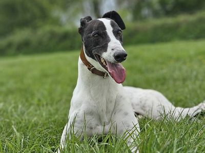 Hugo | Greyhound | Merseyside (Liverpool) - 5