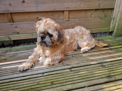 Charlie | Shih Tzu | Leeds - 2