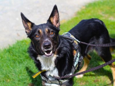 Dexter | Collie (Border) | Manchester - 3