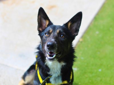 Dexter | Collie (Border) | Manchester