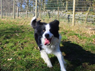 Charlie | Collie (Border) | Manchester - 5
