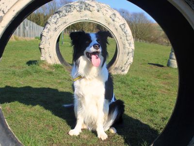 Charlie | Collie (Border) | Manchester - 3