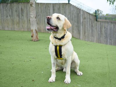 Jimmy | Retriever (Labrador) | Harefield West London - 3