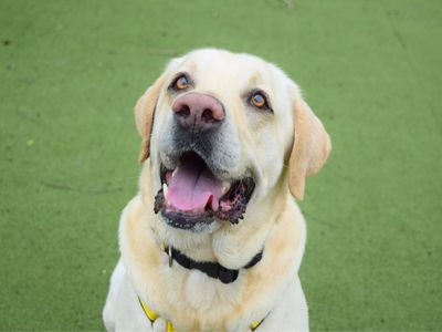 Jimmy | Retriever (Labrador) | Harefield West London - 1