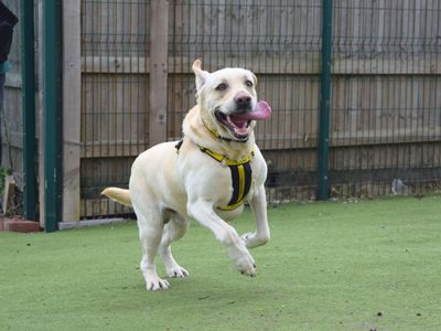 Jimmy | Retriever (Labrador) | Harefield West London - 3
