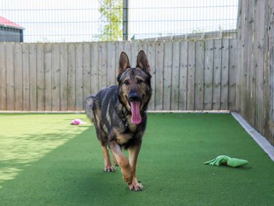 Tank | German Shepherd Dog | Darlington - 3