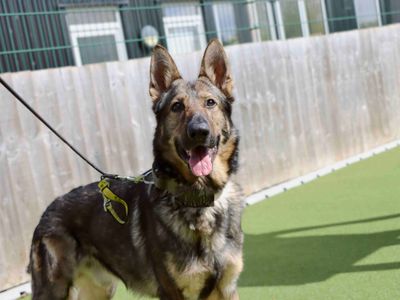 Tank | German Shepherd Dog | Darlington - 5