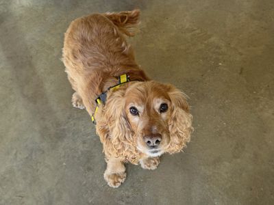 Mabel | Spaniel (Cocker) | Basildon (Essex) - 3