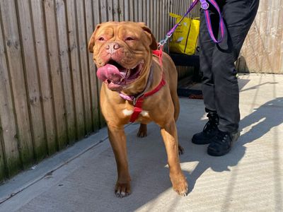 Candy | Dogue De Bordeaux | Loughborough - 3