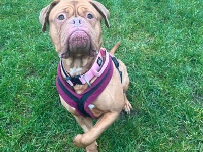 Candy | Dogue De Bordeaux | Loughborough - 5