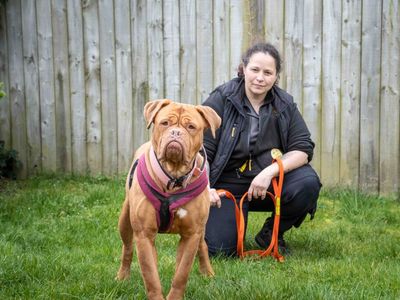 Candy | Dogue De Bordeaux | Loughborough - 3