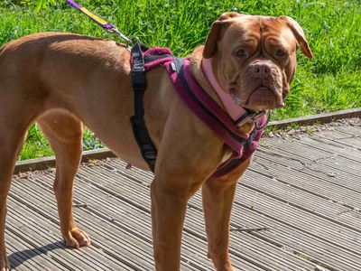 Candy | Dogue De Bordeaux | Loughborough - 1