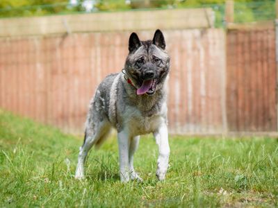 Lada | American Akita | Kenilworth (West Midlands) - 3