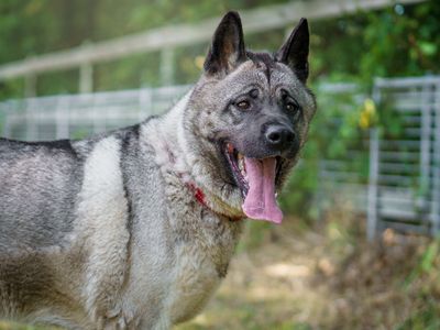 Lada | American Akita | Kenilworth (West Midlands) - 5