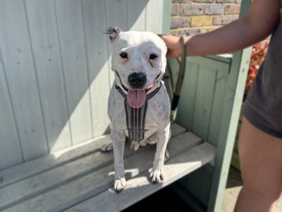 Harley | Terrier (Staffordshire Bull) | Basildon (Essex) - 5