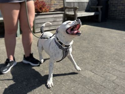 Harley | Terrier (Staffordshire Bull) | Basildon (Essex) - 3