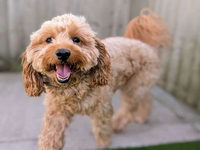 Fergus | Poodle (Toy) Cross | Cardiff - 3