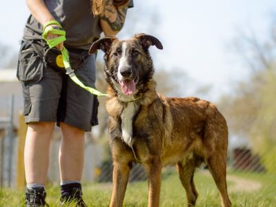 Dunkin | Collie (Smooth) Cross | Kenilworth (West Midlands) - 3