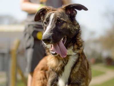 Dunkin | Collie (Smooth) Cross | Kenilworth (West Midlands) - 5