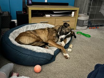 Dunkin | Collie (Smooth) Cross | Kenilworth (West Midlands) - 5