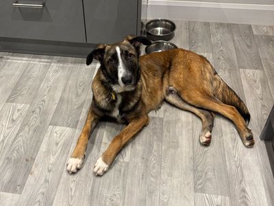 Dunkin | Collie (Smooth) Cross | Kenilworth (West Midlands) - 3