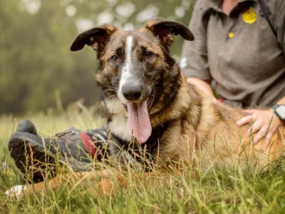 Dunkin | St Bernard Cross | Kenilworth (West Midlands) - 5