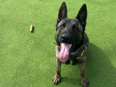 Wilma | Dutch Shepherd | Canterbury - 3