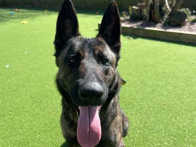 Wilma | Dutch Shepherd | Canterbury - 2