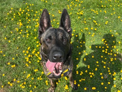Wilma | Dutch Shepherd | Canterbury