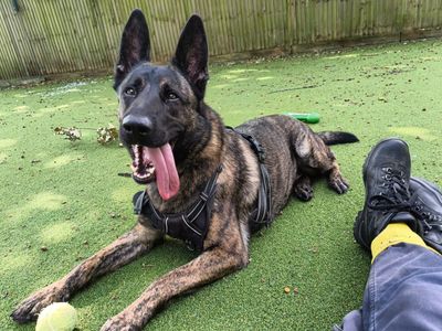 Wilma | Dutch Shepherd | Canterbury - 3