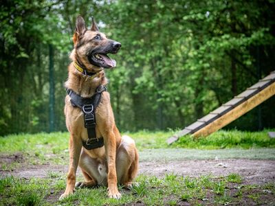 Walter | Belgian Shepherd Dog (Malinois) Cross | Merseyside (Liverpool) - 2
