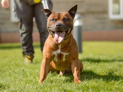 Jimbo | Terrier (Staffordshire Bull) | Kenilworth (West Midlands) - 1
