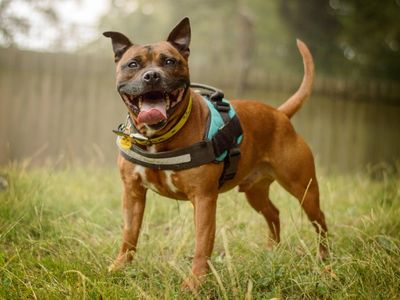 Jimbo | Terrier (Staffordshire Bull) | Kenilworth (West Midlands) - 3
