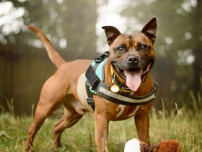 Jimbo | Terrier (Staffordshire Bull) | Kenilworth (West Midlands) - 5