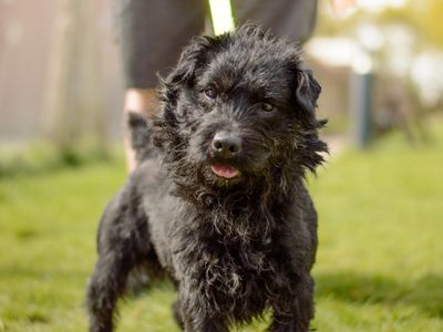 Cullen | Terrier (Patterdale) Cross | Kenilworth (West Midlands) - 1
