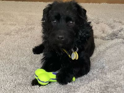 Cullen | Terrier (Patterdale) Cross | Kenilworth (West Midlands) - 3