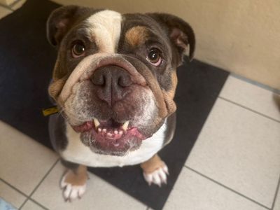 Flower | Bulldog | Kenilworth (West Midlands) - 3