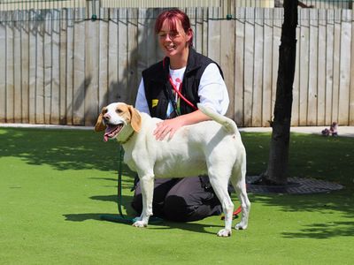 Rocky | Beagle | Manchester - 3