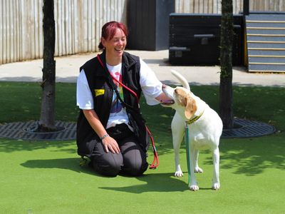 Rocky | Beagle | Manchester - 5
