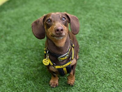 Cooper | Dachshund (Miniature Smooth Haired) | West Calder (Edinburgh) - 5