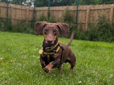 Cooper | Dachshund (Miniature Smooth Haired) | West Calder (Edinburgh) - 3
