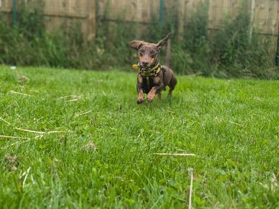 Cooper | Dachshund (Miniature Smooth Haired) | West Calder (Edinburgh) - 5