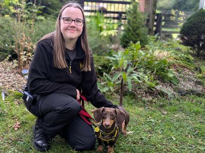 Cooper | Dachshund (Miniature Smooth Haired) | West Calder (Edinburgh) - 5
