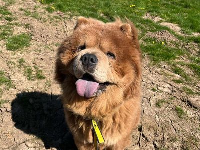 Charles | Chow Chow | Bridgend (Wales) - 3
