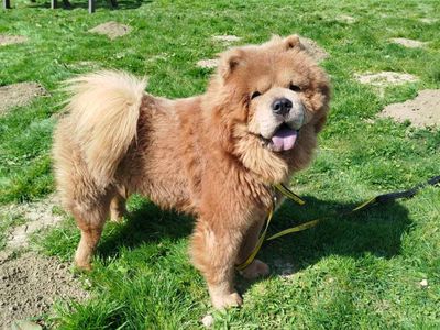 Charles | Chow Chow | Bridgend (Wales) - 2