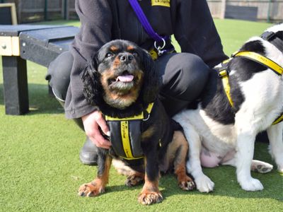 Ruby | Spaniel (Cavalier King Charles) Cross | Harefield West London - 2